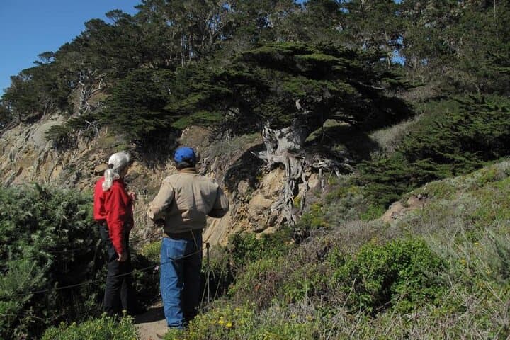 Explore Point Lobos: Guided 2-Hour Nature Walk Through Coastal Wilderness photo 3