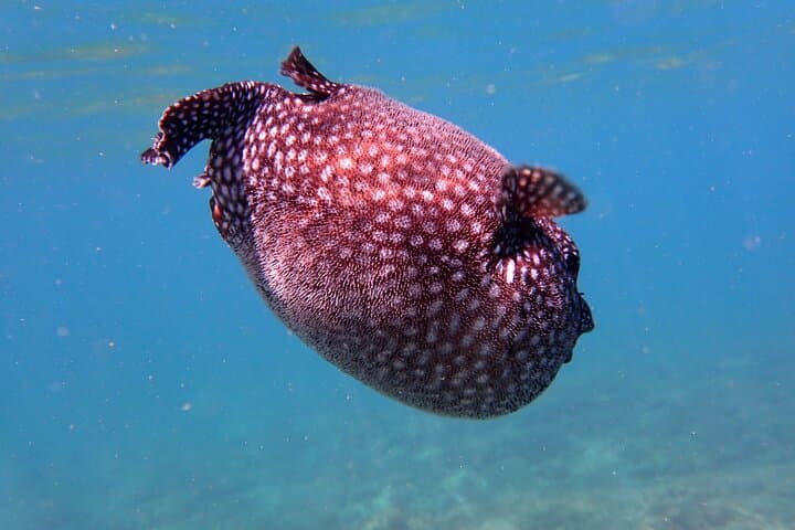 Playa Samara Ocean Kayak and Snorkeling: Paddle to Isla Chora for Snorkeling photo 5