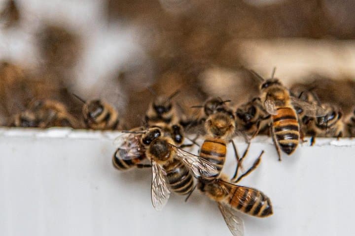 Private 2-Hour Beekeeping Tour in Honokaa — Hands-On Apiary Experience on Hawaii's Big Island photo 5