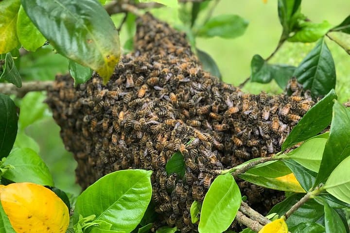 Private 2-Hour Beekeeping Tour in Honokaa — Hands-On Apiary Experience on Hawaii's Big Island photo 6