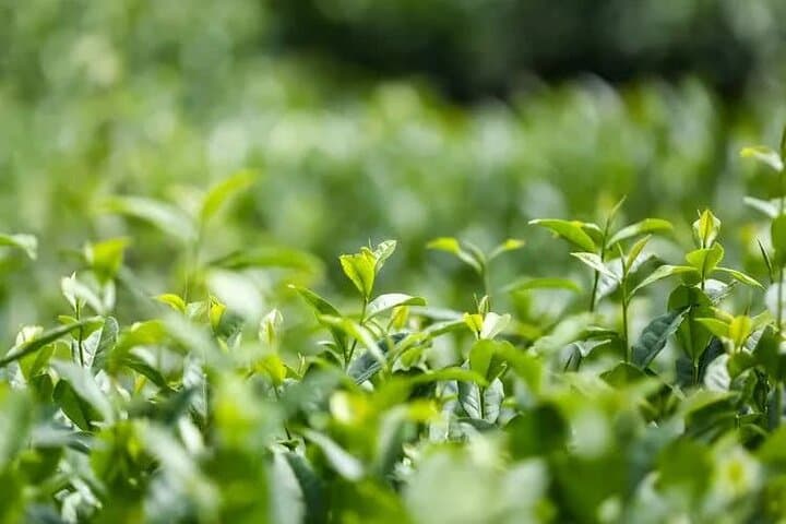 Tea Mountain & Bamboo Sea Day Tour — Tea Gardens, Bamboo Forests & Filming Site photo 4