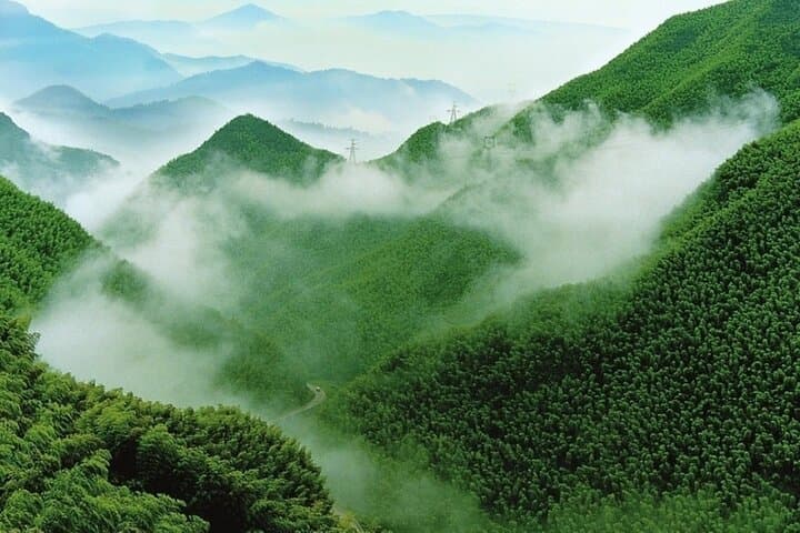 Tea Mountain & Bamboo Sea Day Tour — Tea Gardens, Bamboo Forests & Filming Site photo 2