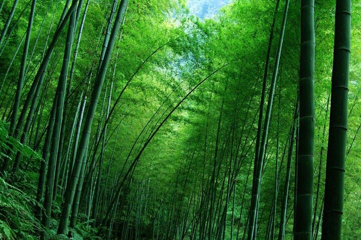 Tea Mountain & Bamboo Sea Day Tour — Tea Gardens, Bamboo Forests & Filming Site photo 1