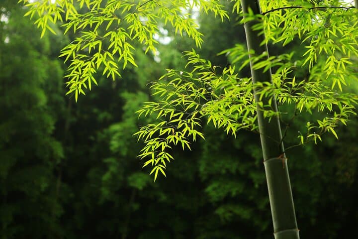 Tea Mountain & Bamboo Sea Day Tour — Tea Gardens, Bamboo Forests & Filming Site photo 3