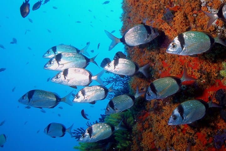 Small-Group Scuba Diving Adventure in Costa Brava — Try Dive near Girona photo 4