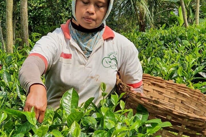 Half-Day Menoreh Tea Village: Harvest, Tasting & Lunch from Yogyakarta photo 2