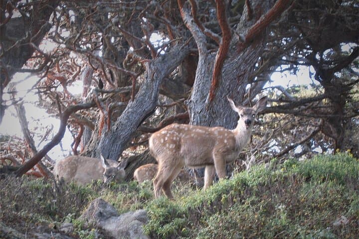 Explore Point Lobos: Guided 2-Hour Nature Walk Through Coastal Wilderness photo 5