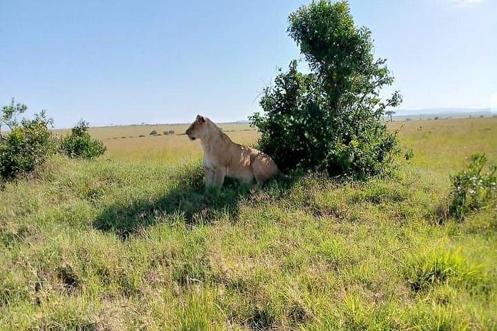 3-Day Amboseli Safari: Elephants, Mount Kilimanjaro Views & Private Lodge photo 1