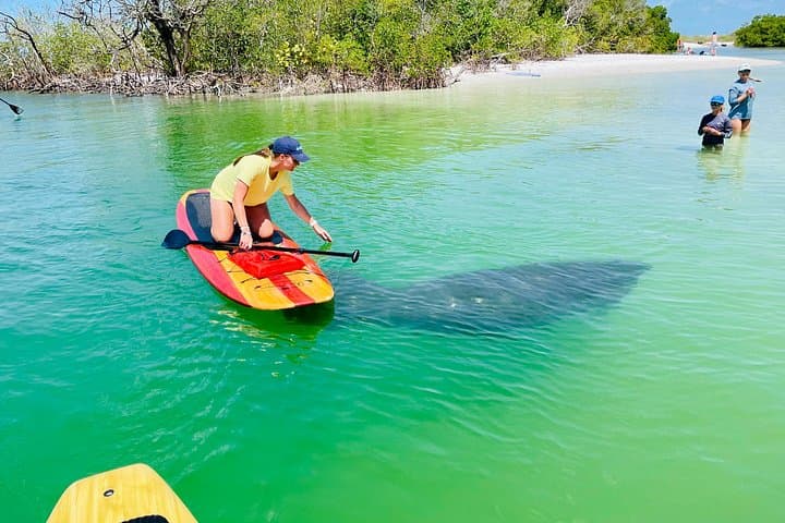 Fort Myers Dolphin and Manatee Paddle Tour — 2-Hour Wildlife Eco-Trip