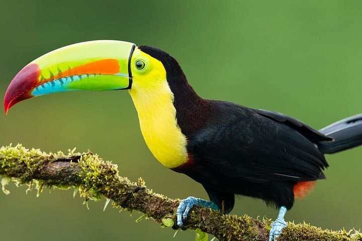 5-Day Guided Amazon Jungle Tour from Iquitos to Maniti Eco-Lodge photo 4