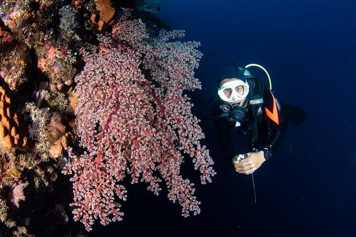 Diving the USAT Liberty Wreck: Full-Day Tulamben Scuba Adventure photo 3