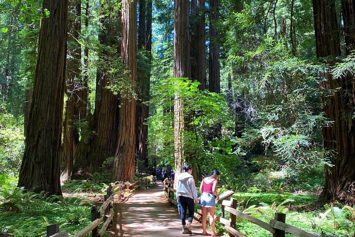 Muir Woods and Golden Gate Bridge: 3-Hour Private Open-Top Jeep Tour from San Francisco photo 3