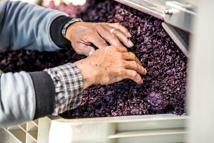 Dubrovnik Walking & Wine: Private Old Town Tasting and History Tour photo 5