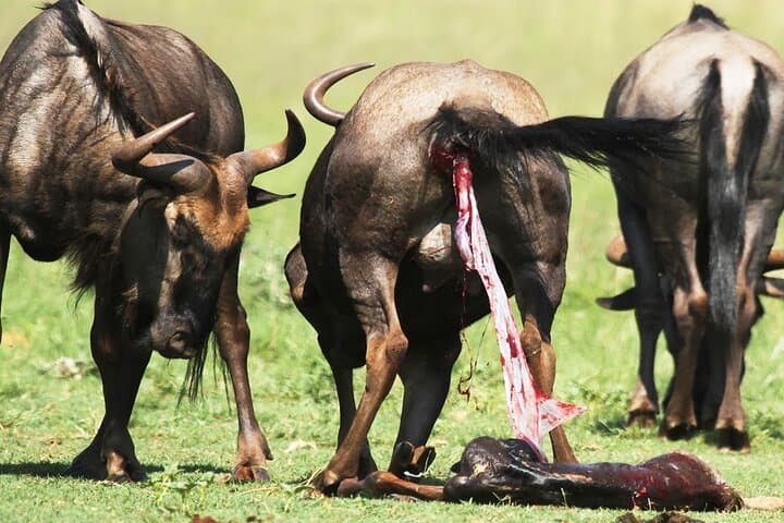 Ndutu Calving Safari: 7-Day Wildebeest Migration & Ngorongoro Circuit