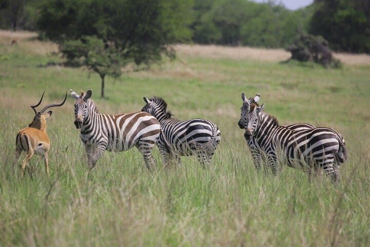 Ndutu Calving Safari: 7-Day Wildebeest Migration & Ngorongoro Circuit photo 2