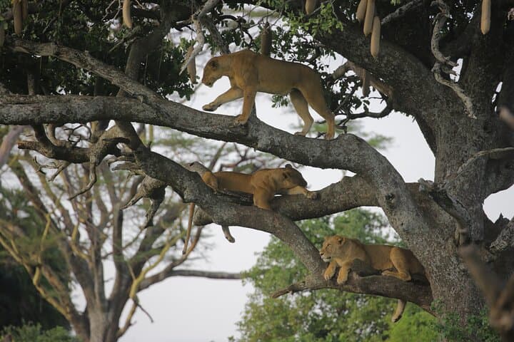Ndutu Calving Safari: 7-Day Wildebeest Migration & Ngorongoro Circuit photo 3