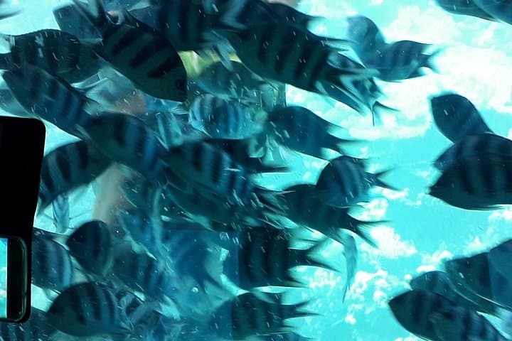 Hurghada Semi-Submarine Tour: 45-Minute Red Sea Underwater Salon photo 1