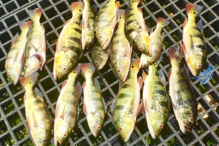 Panama Canal Kingfisher Experience: Gatun Lake Private Fishing Tour photo 4