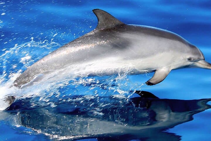 Whale & Dolphin Watching from Las Galletas: 3-Hour Mustcat Catamaran Experience