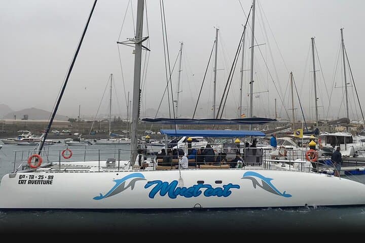 Whale & Dolphin Watching from Las Galletas: 3-Hour Mustcat Catamaran Experience photo 2