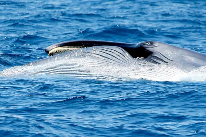 Whale & Dolphin Watching from Las Galletas: 3-Hour Mustcat Catamaran Experience photo 6