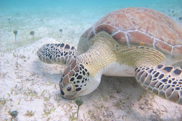 Kayak and Snorkel with Sea Turtles in Virgin Islands National Park photo 6