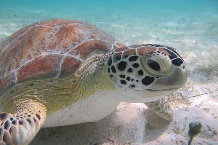 Kayak and Snorkel with Sea Turtles in Virgin Islands National Park photo 2