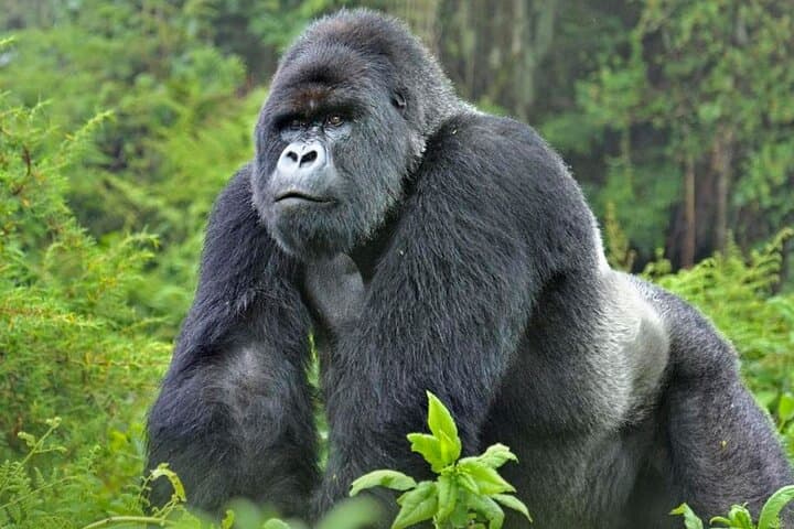 3-Day Luxury Gorilla Trekking in Bwindi: Rushaga Gorilla Safari Guide photo 4