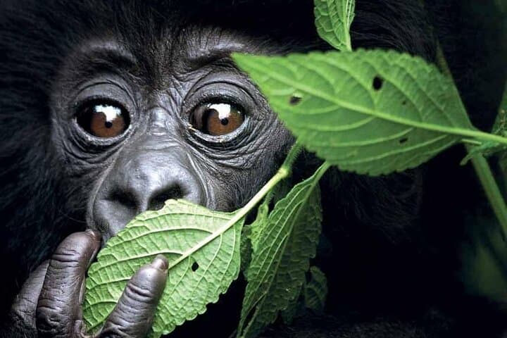 3-Day Luxury Gorilla Trekking in Bwindi: Rushaga Gorilla Safari Guide photo 6