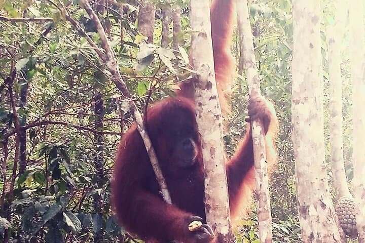 Semenggoh Orangutan Center and Sarawak Sunset River Cruise: Day Trip from Kuching