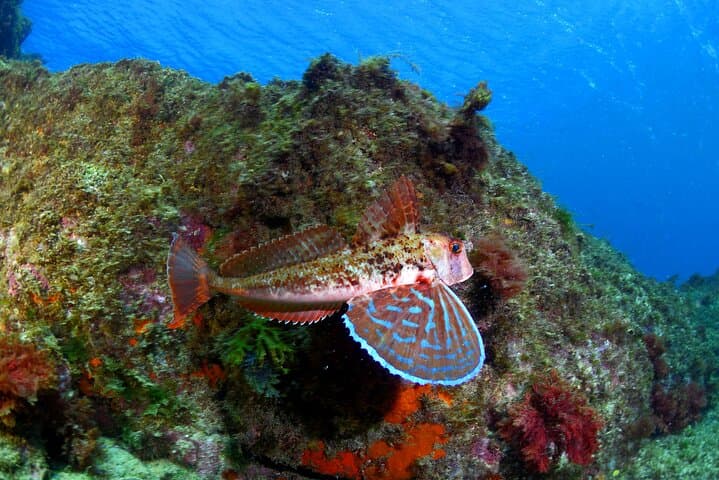 Lisbon Eco-Try Dive: Try Scuba in Professor Luíz Saldanha Marine Park photo 4