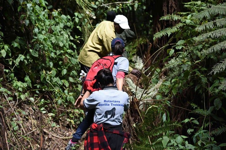 7-Day Private Gorilla Tracking & Wildlife Safari from Entebbe — Bwindi, Queen Elizabeth & Lake Mburo