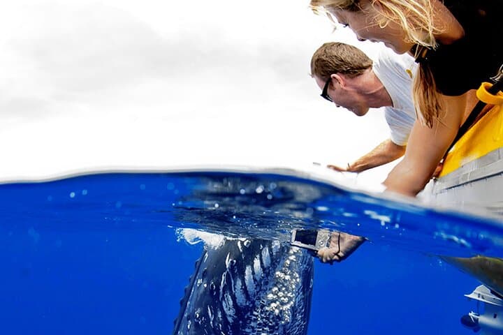Maui Super Raft Whale Watch: Luxury Up-Close Humpback Experience from Maalaea Harbor