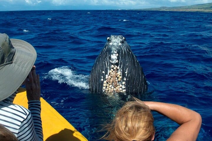 Maui Super Raft Whale Watch: Luxury Up-Close Humpback Experience from Maalaea Harbor photo 2