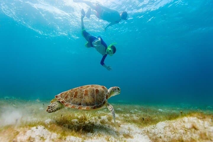 tulum-akumal-turtles-cenote-day-trip-from-cancun photo 4
