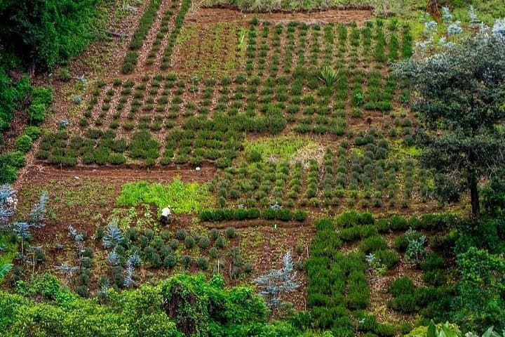 Antigua & Avocado Farm Day Trip: Colonial Streets, Volcano Views, and Canopy Bridges photo 4
