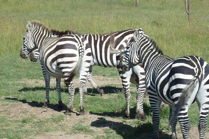 3-Day Masai Mara Road Safari: Classic Big Five Game Drive from Nairobi photo 1