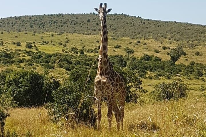 3-Day Masai Mara Road Safari: Classic Big Five Game Drive from Nairobi photo 2