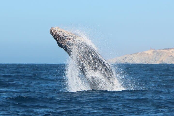 Glass-Bottom Boat to Land's End: Cabo San Lucas Arch & Divorce Beach Cruise photo 3