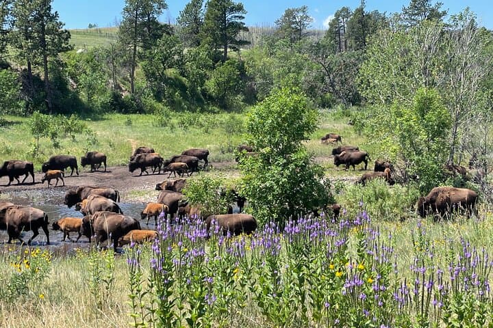 Private Black Hills Tour — Mount Rushmore, Custer State Park & Crazy Horse photo 6