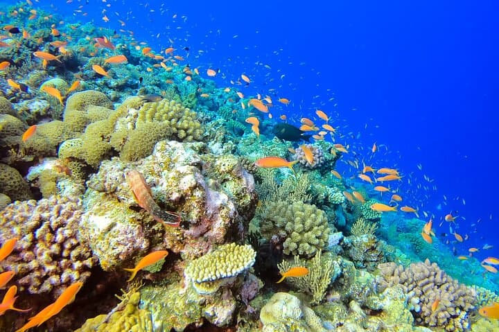 Kerama Islands Day Trip from Naha — Introductory Scuba, Snorkel & Turtle Encounters photo 6