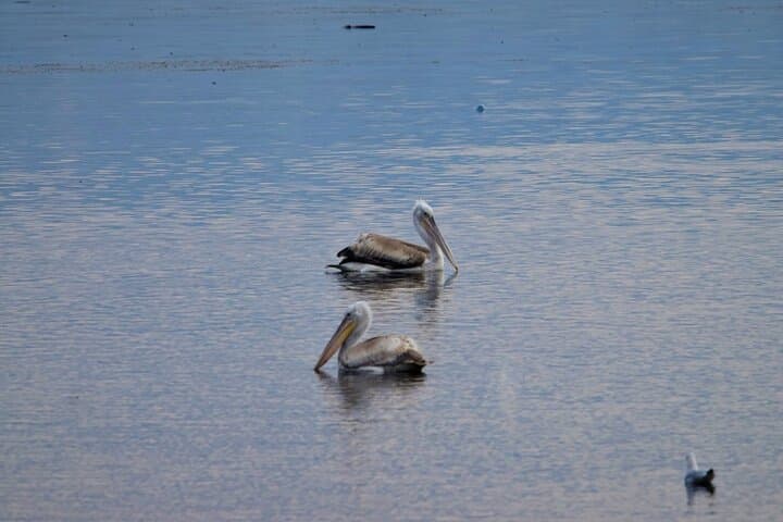 Paddle Shkodra Lake and Buna River: Kayak & SUP through Ramsar Wetlands photo 5