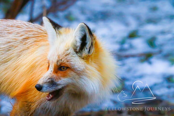 Private Yellowstone Journey: One-Day Wildlife & Geyser Tour from Gardiner photo 2