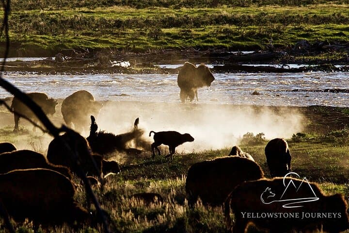 Private Yellowstone Journey: One-Day Wildlife & Geyser Tour from Gardiner photo 4