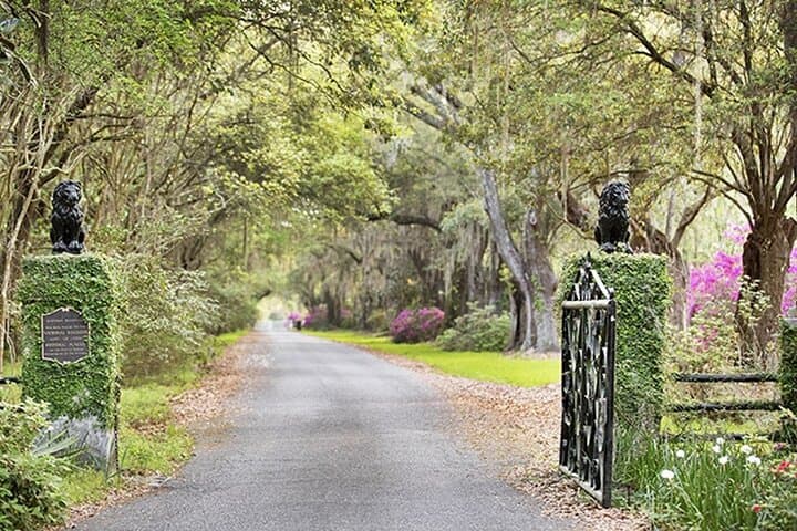 Explore Historic Plantations of Charleston: Middleton & Magnolia Private Chauffeur Tour