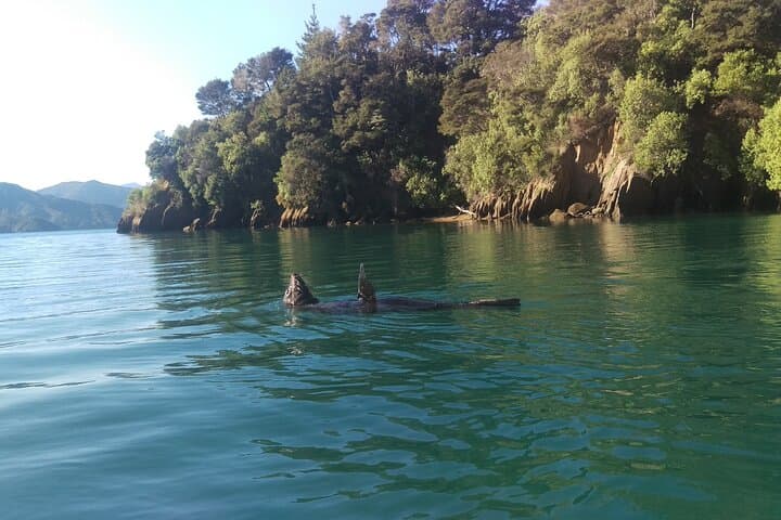 Explore Marlborough Sounds: Full-Day Guided Sea Kayak Adventure from Picton photo 2