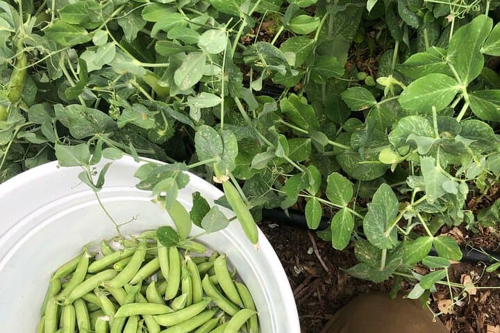 Hands-On No-Till Farm Workshop Above Napa Valley: Learn Regenerative Market Gardening photo 3