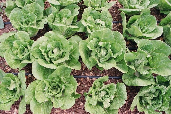 Hands-On No-Till Farm Workshop Above Napa Valley: Learn Regenerative Market Gardening photo 4