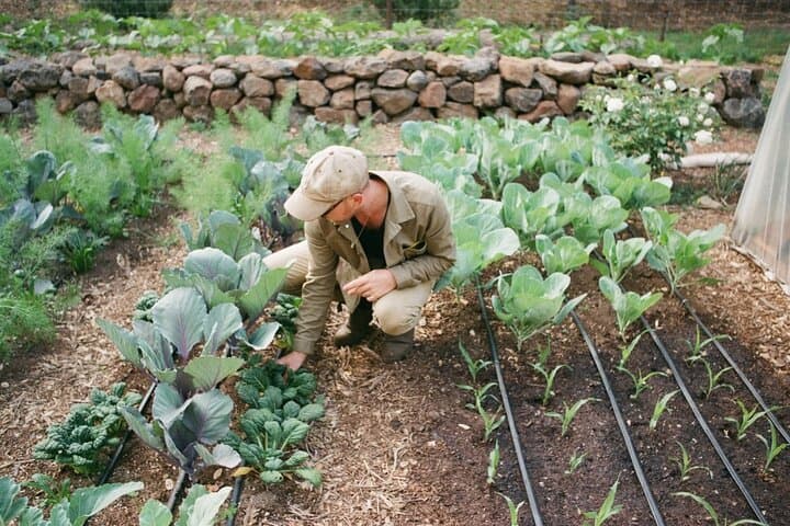 Hands-On No-Till Farm Workshop Above Napa Valley: Learn Regenerative Market Gardening photo 1