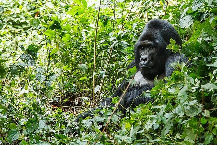 3-Day Gorilla Trekking & Batwa Cultural Experience in Bwindi Impenetrable photo 6